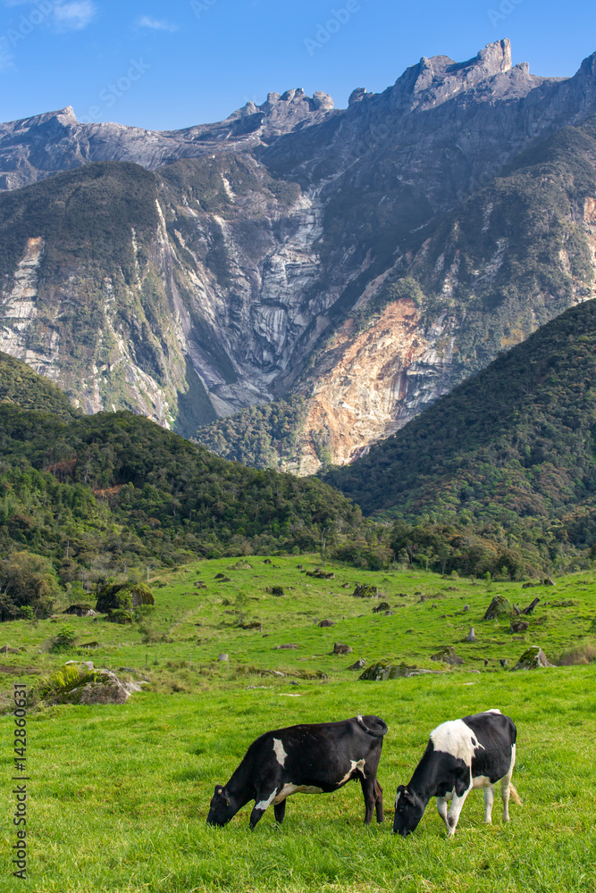 Rural landscape with grazing cows and Kinabalu mountain at background in Kundasang, Sabah, Borneo, Malaysia