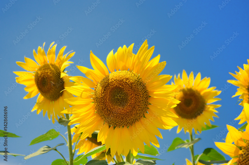 Fototapeta premium 夏空に咲くひまわりの花