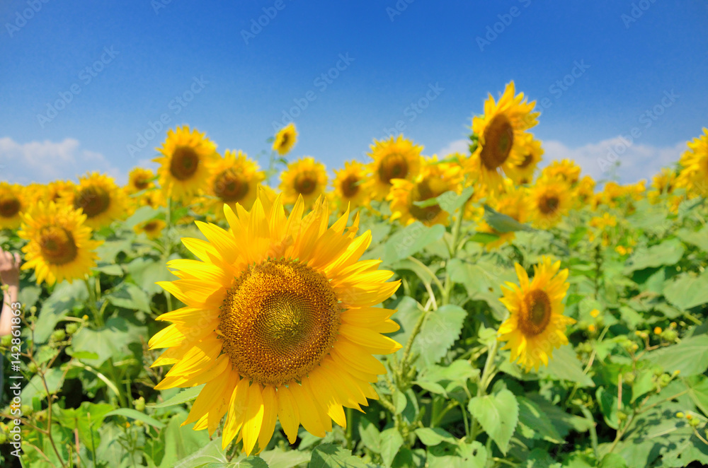 夏空に咲くひまわりの花