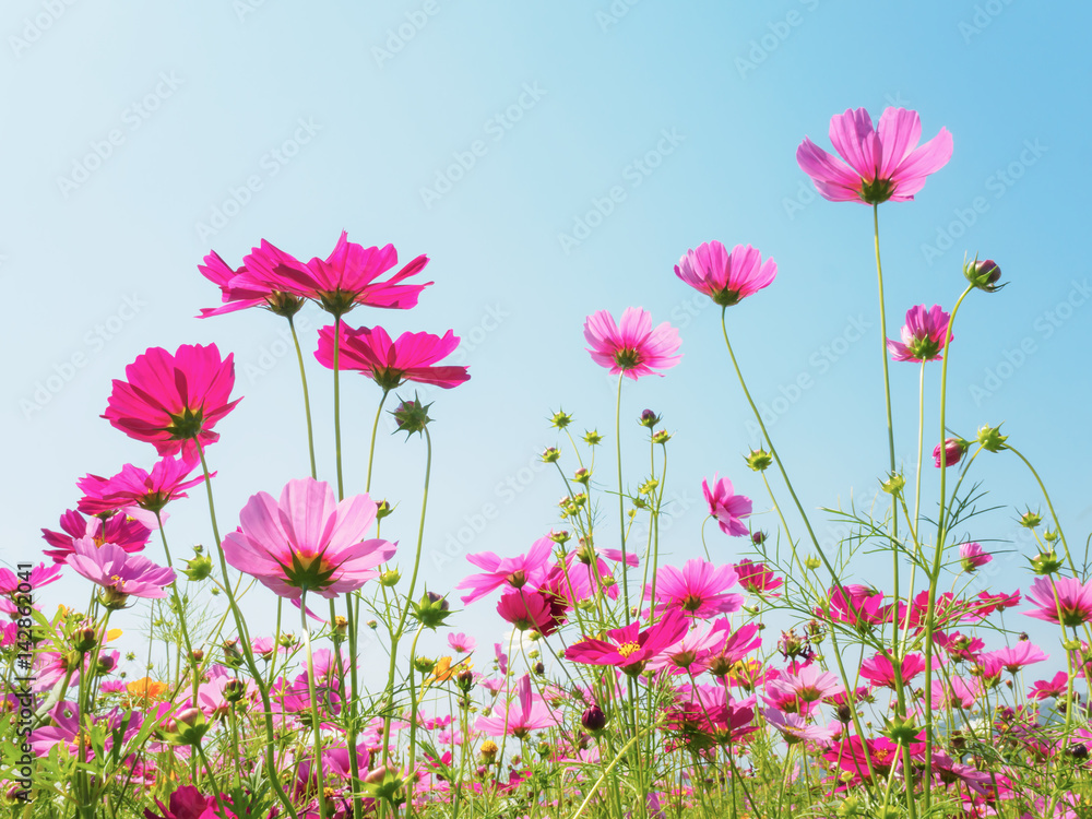Pink cosmos (bipinnatus) flowers against the bright blue sky. Cosmos is also known as Cosmos sulphureus, Selective Focus Pink cosmos (bipinnatus) flowers against the bright blue sky. Cosmos is also known as Cosmos sulphureus, Selective Focus