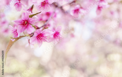 Close-up image of wild himalayan cherry bouquet (Sakura of Thailand) on blurred bokeh background in high key tone with copy space, Selective focus