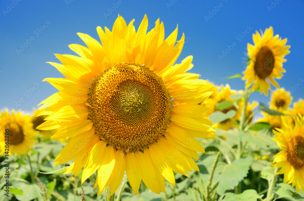 夏空に咲くひまわりの花