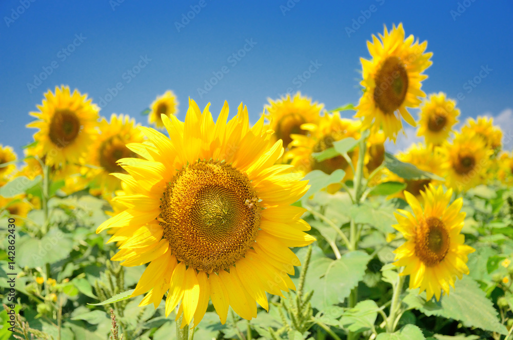 夏空に咲くひまわりの花 夏空に咲くひまわりの花