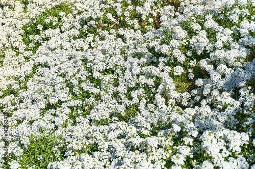 Alyssum or carpet of snow flower background