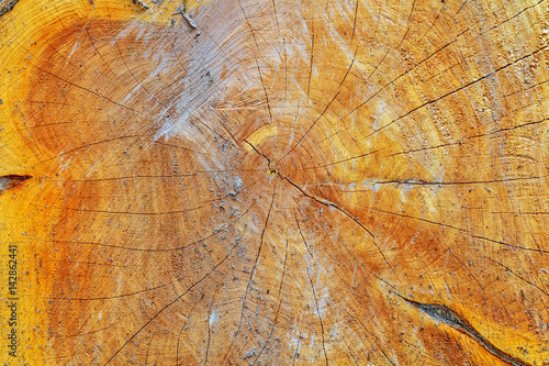 natural wood texture of cut tree trunk  close-up