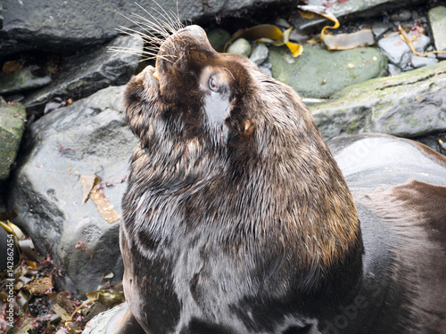 hulking male South American sea lion, Otaria flavescens, Sea Lion Island, Falkand / Malvinas photo