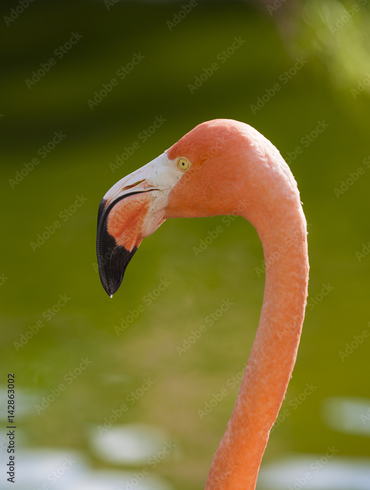 Fototapeta premium Flamingo
