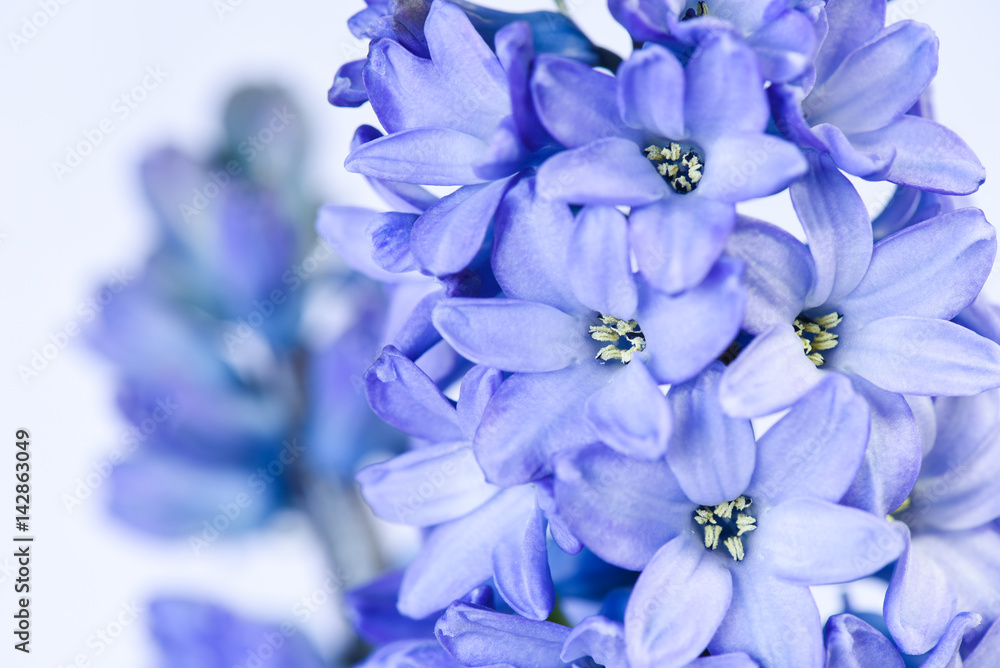 Close up of blue grape hyacinth