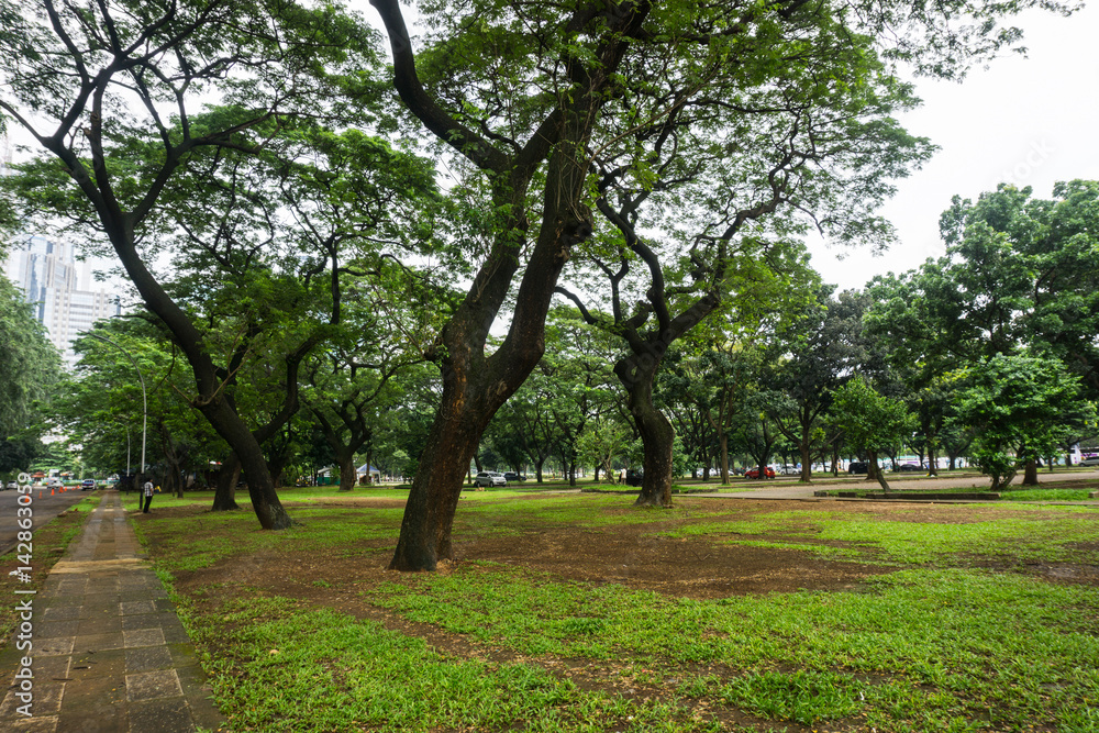 Green landscape at city park with big trees, grass and view of buildings photo taken in Jakarta Indonesia