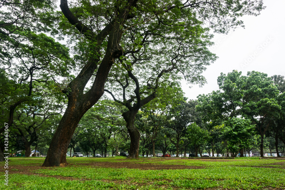 Green landscape at city park with big trees and grass photo taken in Jakarta Indonesia Green landscape at city park with big trees and grass photo taken in Jakarta Indonesia