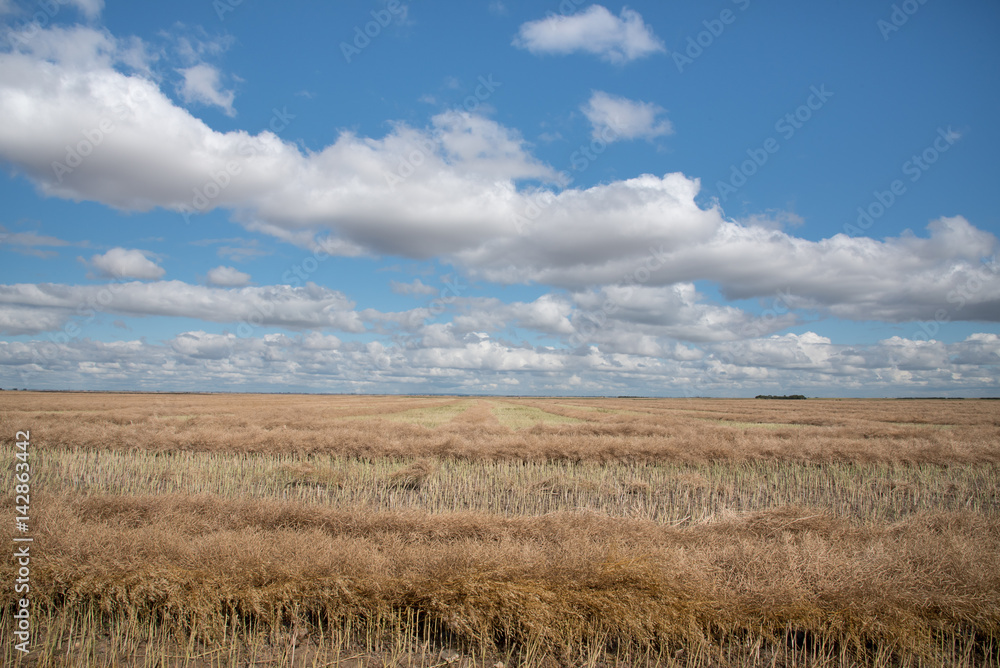 Rows of ecently swathed canola field finishes ripening under fluffy clouds in Sasaktchewan, Land of the Living Skies.