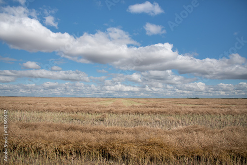 Rows of ecently swathed canola field finishes ripening under fluffy clouds in Sasaktchewan  Land of the Living Skies.