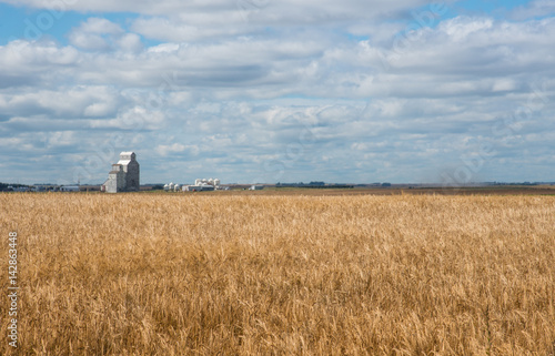 Grain elevator distorted by hear waves in the distance with a field of wheat ripening under fluffy clouds in Sasaktchewan, Land of the Living Skies. © Kelly