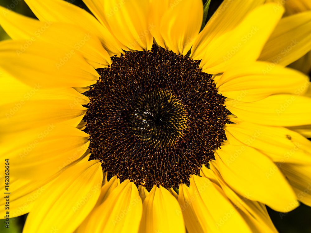 Obraz premium Close up of beautiful yellow australian sun flower outside in daylight