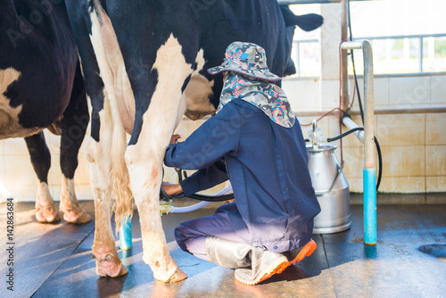 worker is milking cow in farm