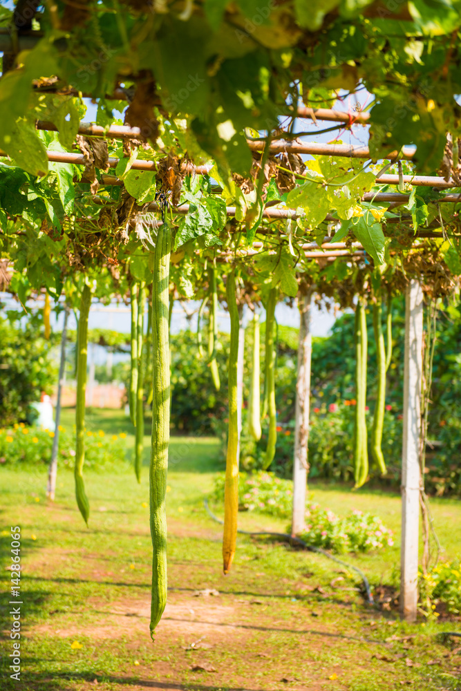 Fototapeta premium zucchini tree plant on bamboo arch