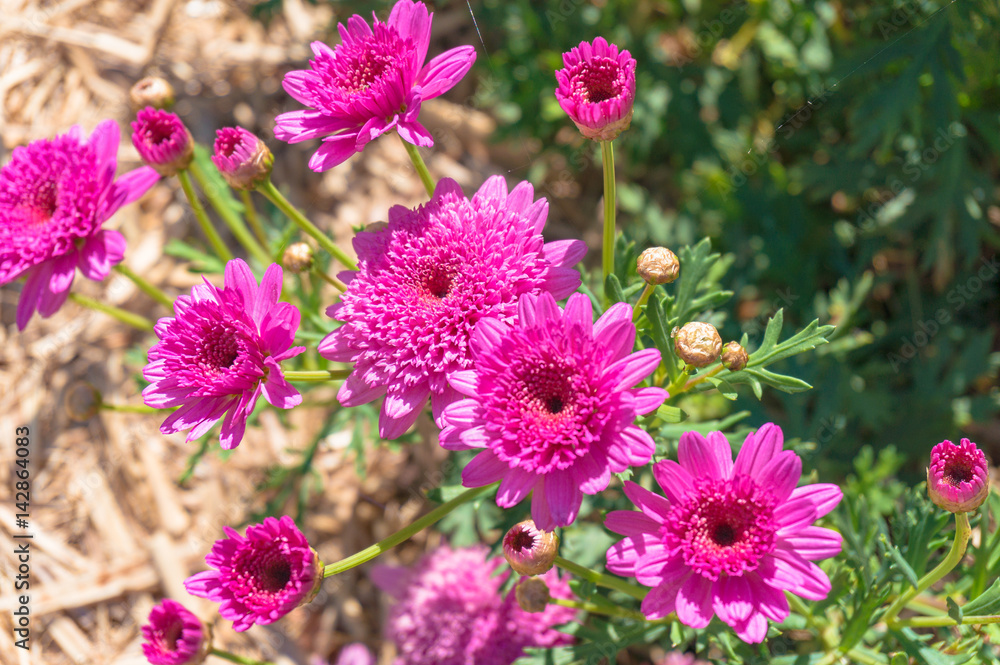 Obraz premium Beautiful pink Chrysanthemum flower