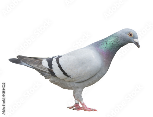 side view full body of gray color sport racing pigeon bird standing isolate white background