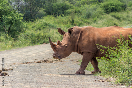 White rhinoceros   Ceratotherium simum 