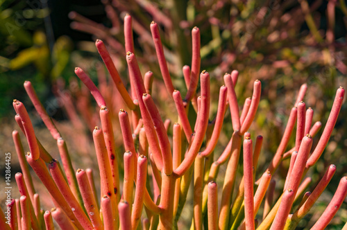 Bright orange red Firestick plant in the garden photo