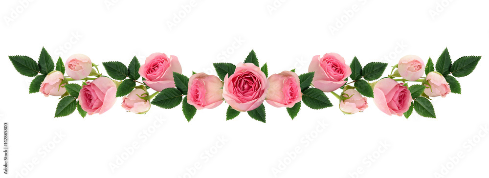 Fototapeta premium Różowa róża kwiaty i układ pąków linii