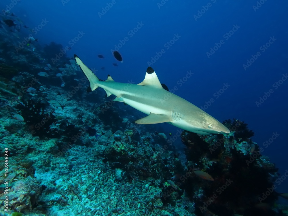 Fototapeta premium Schwarzspitzen Riffhai