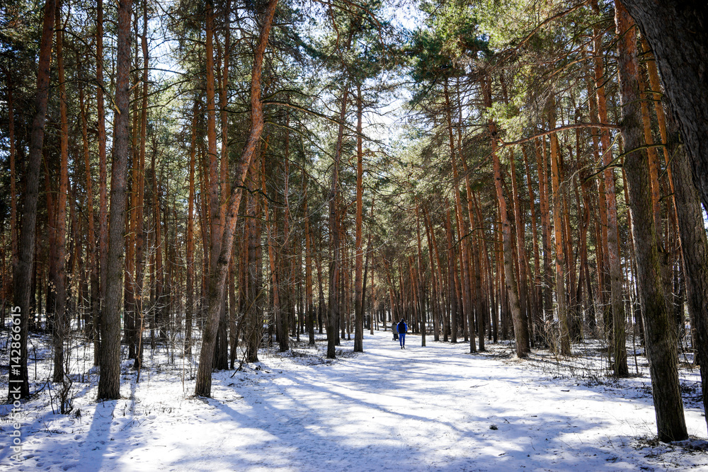 pine forest pine forest
