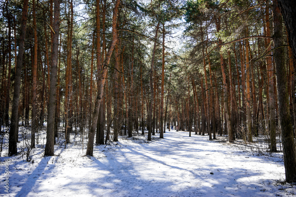 Naklejka premium pine forest