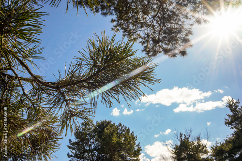 pine branch
