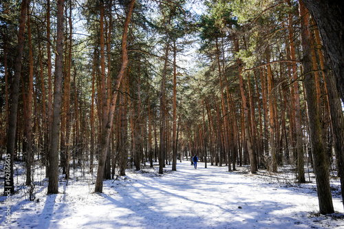 pine forest