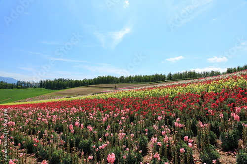 Wallpaper Mural 北海道　美瑛 Torontodigital.ca