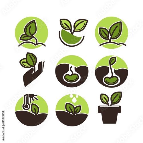Green plant growing from seed isolated on white background