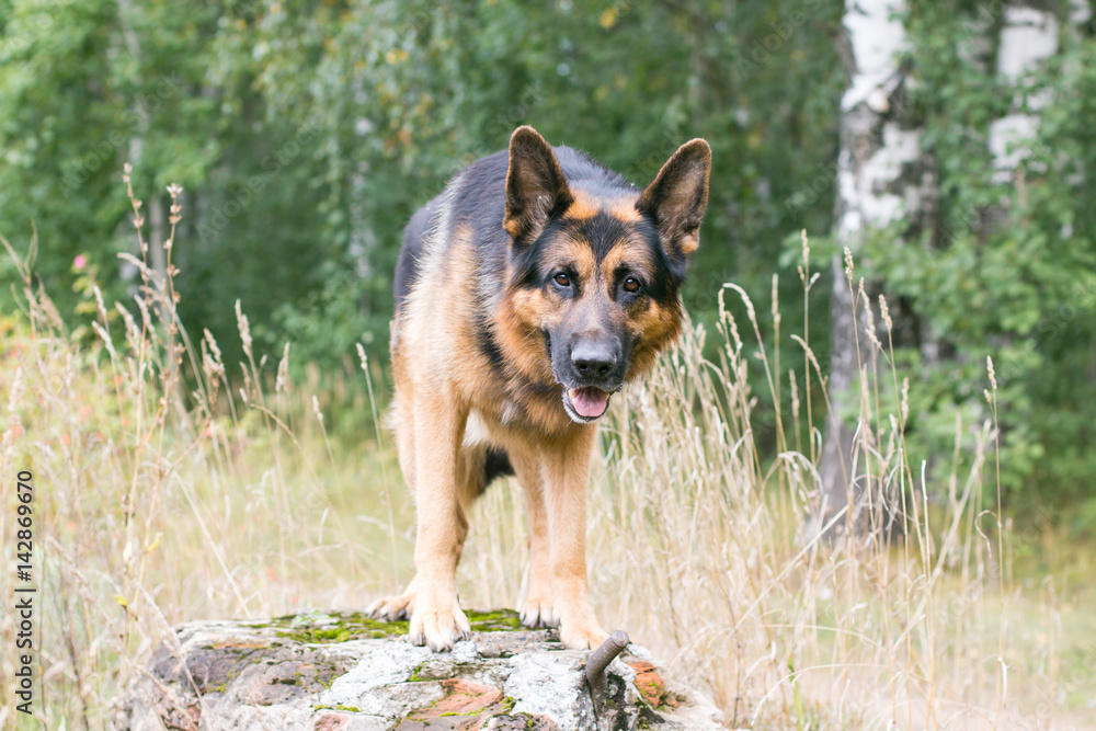 German shepherd dog in a autumn day German shepherd dog in a autumn day