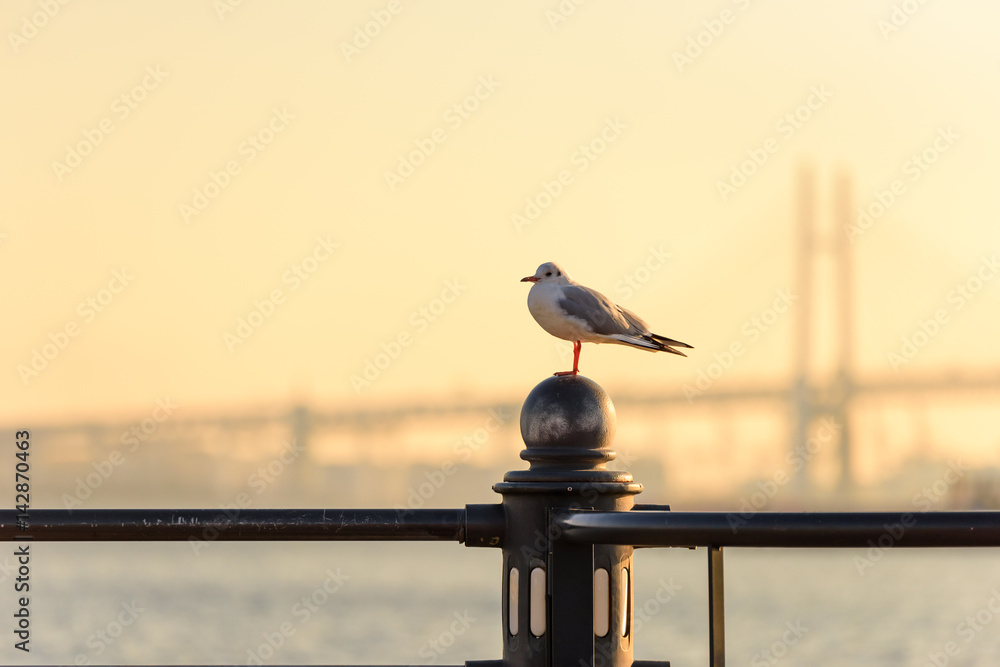 Naklejka premium 朝焼けのベイブリッジを背景にたたずむカモメ