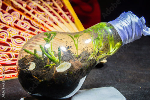 Closed ecosystem - growing plants in a glass flask