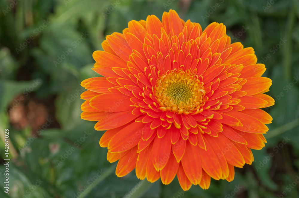 Orange Gerbera Orange Gerbera