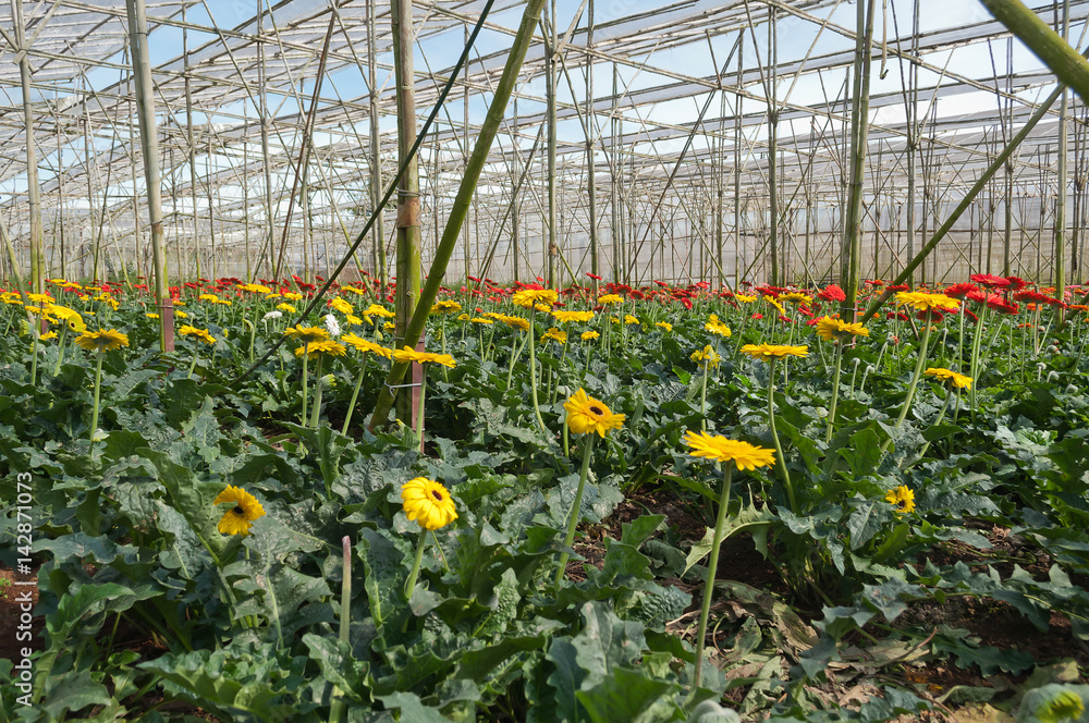 Gerbera in greenhouse. Da Lat. Vietnam