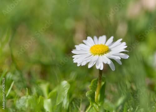 Daisy flower on meadow. 
