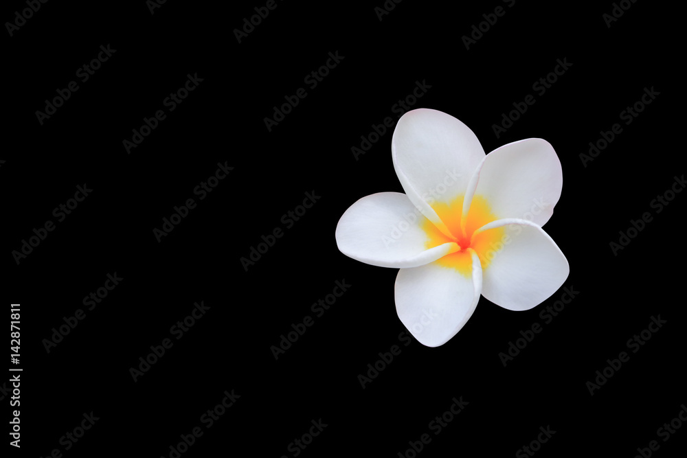 Plumeria flower white isolated on black background and clipping path ( Common name pocynaceae, Frangipani , Pagoda tree, Temple tree )