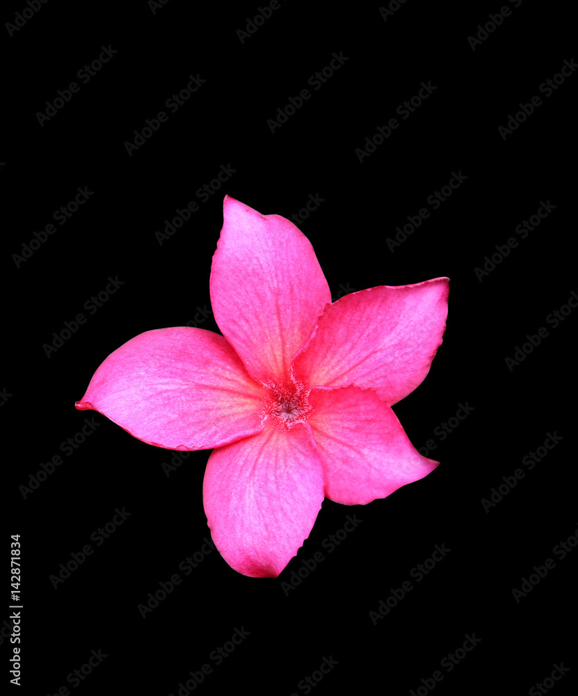 Fototapeta premium Plumeria flower red isolated on black background and clipping path ( Common name pocynaceae,Frangipani , Pagoda tree, Temple tree )