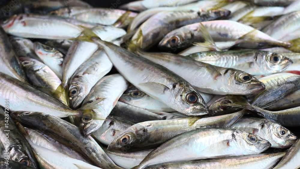Fresh Catch Jack mackerel. Fish dock and fresh fishes. A lot of small fish is not cooked Fresh Catch Jack mackerel. Fish dock and fresh fishes. A lot of small fish is not cooked