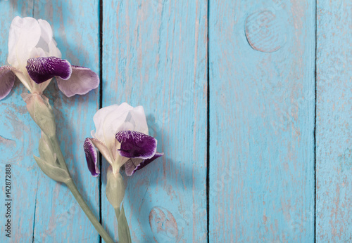 Fototapeta Naklejka Na Ścianę i Meble -  iris on blue wooden background