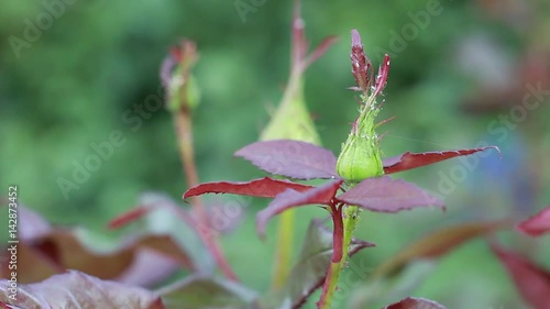 Rose troubles: Aphids. Aphid feeding on buds and shoots. Pests and disorders of roses photo