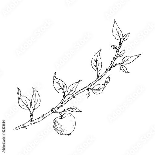 tree branch with leaves and apple