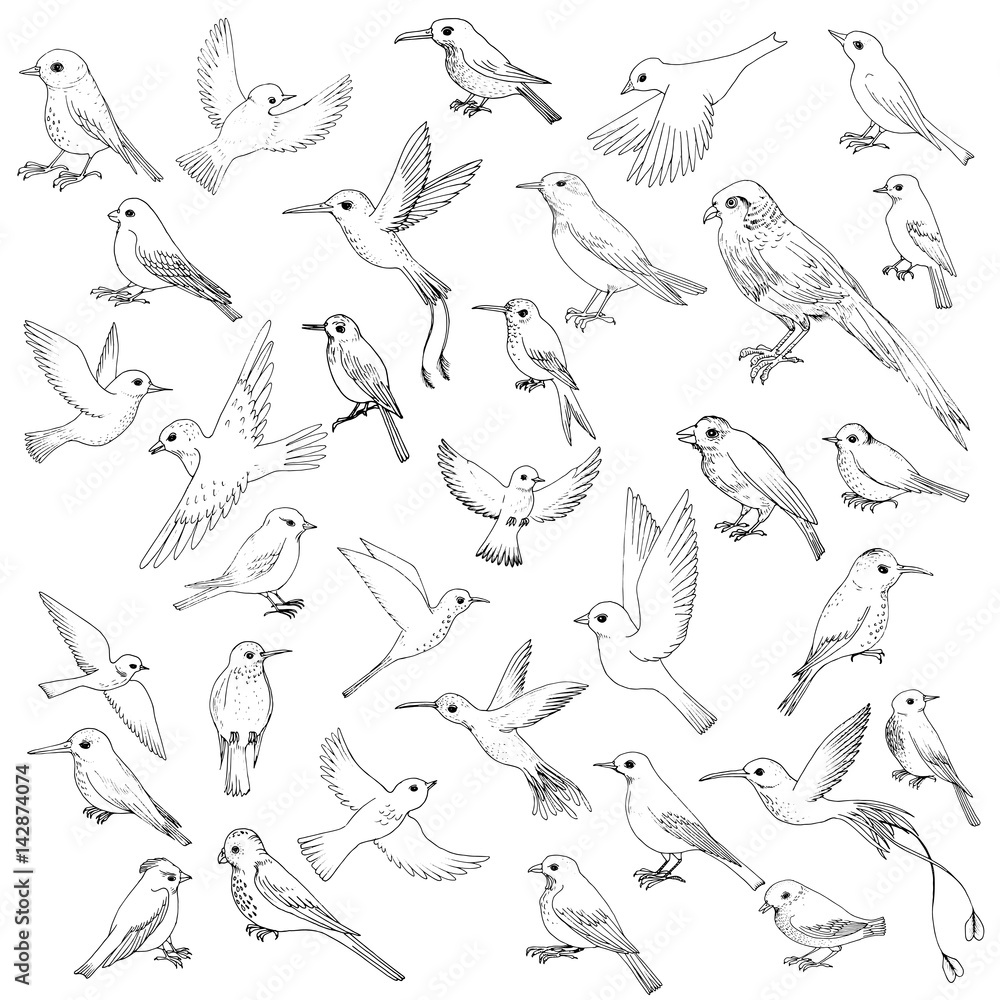 Naklejka premium vector set of birds