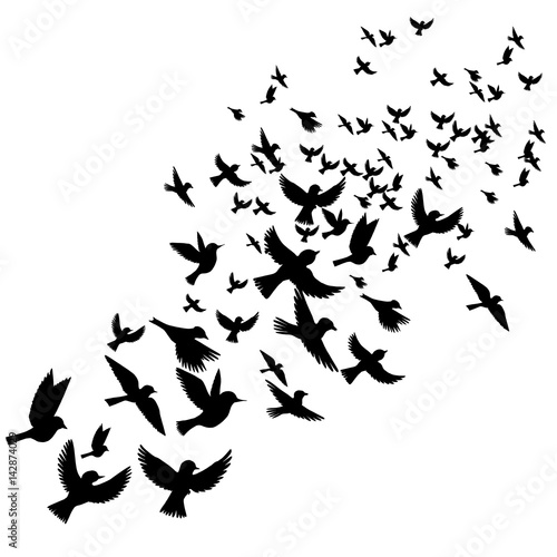 vector flying birds silhouettes