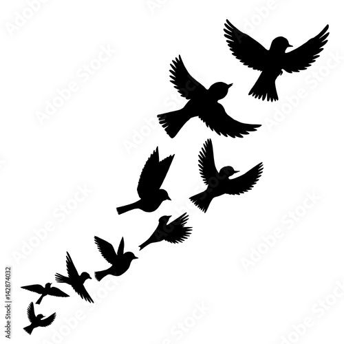 vector flying birds silhouettes