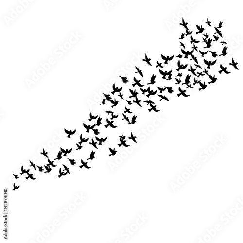 vector flying birds silhouettes