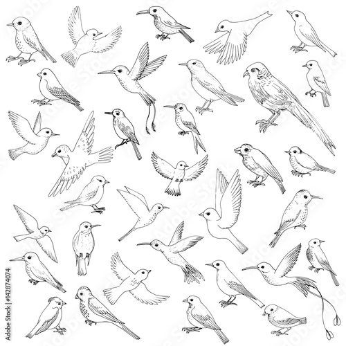 vector set of birds