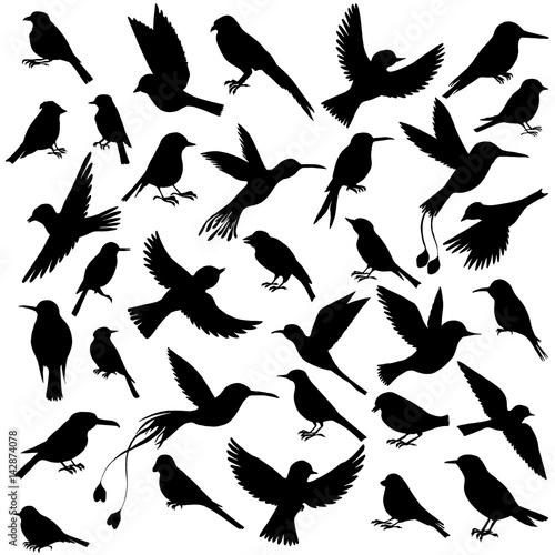 vector set of birds